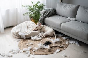 Airbnb Damage Policy: What to Do When Guests Cause Damage